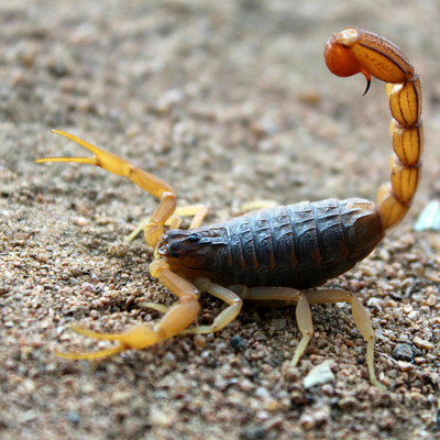 Akrep ve Örümcek İlaçlama