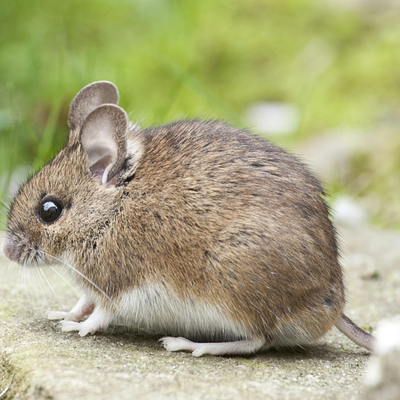Fare ve Kemirgen İlaçlama
