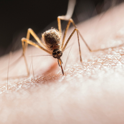 Sinek ve Sivrisinek İlaçlama